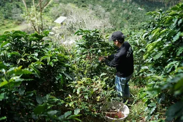 Bolivia Coffee: One of the Rarest and Most Rewarding Origins in Specialty