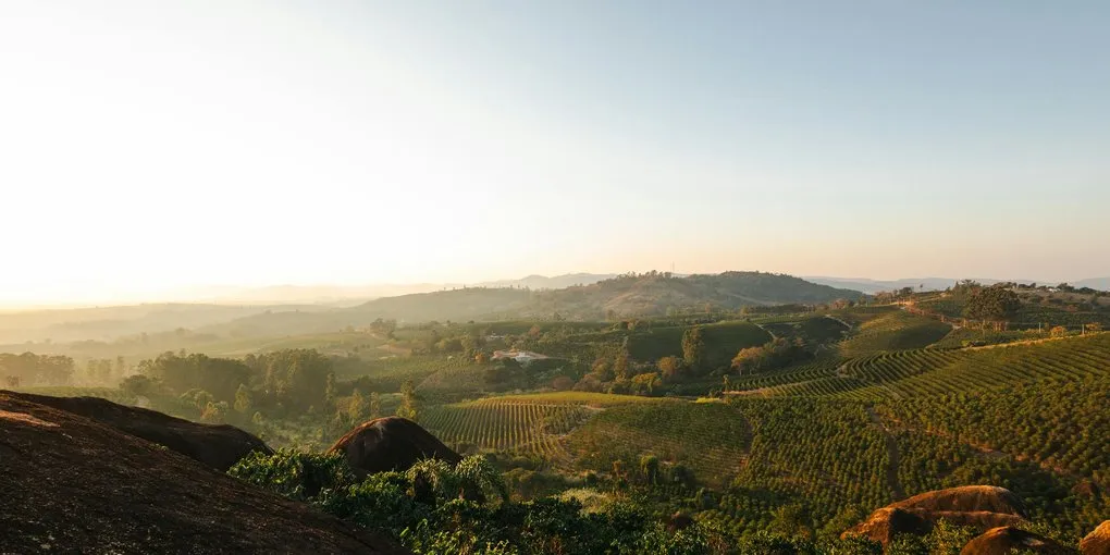 The Brazilian Coffee Kingdom: 1727–1944 History Explained