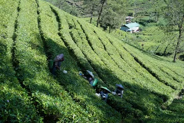 China Yunnan Coffee: The Emerging Origin That's Getting Serious About Specialty