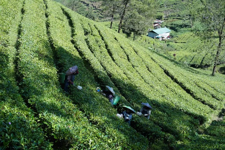 China Yunnan Coffee: The Emerging Origin That's Getting Serious About Specialty