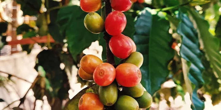 Coffee Cherry Anatomy: Every Layer From Skin to Seed