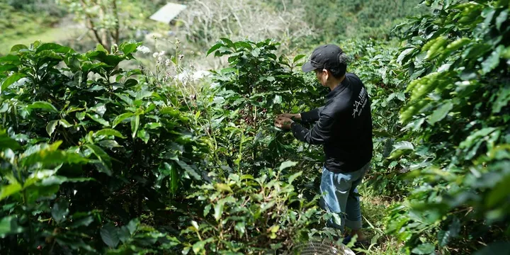 Coffee F1 Hybrids: Why They Could Save the Future of Coffee