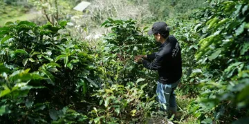 Coffee F1 Hybrids: Why They Could Save the Future of Coffee