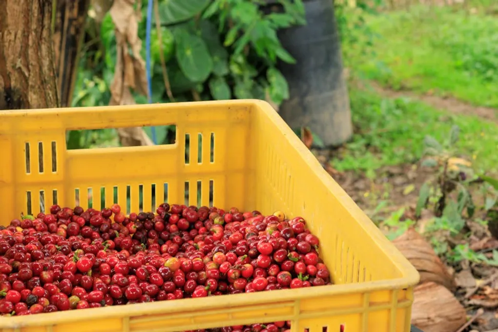 Coffee Harvest Calendar: When Every Major Origin Is Picked, Shipped, and Freshest