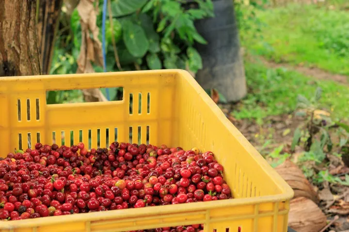Coffee Harvest Calendar: When Every Major Origin Is Picked, Shipped, and Freshest