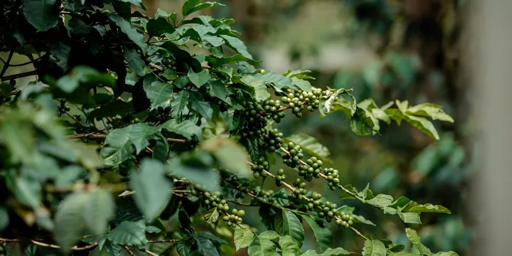 Coffee Leaf Rust: How Hemileia Vastatrix Rewrote the Global Coffee Map