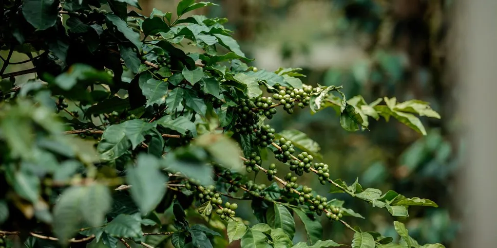 Coffee Leaf Rust: How Hemileia Vastatrix Rewrote the Global Coffee Map