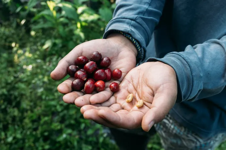 Coffee Varietal Guide: 20+ Cultivars Explained From Typica to Gesha