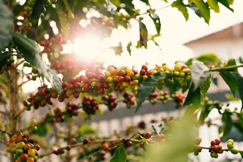 Coffee Varieties Explained: The Family Tree from Typica to Geisha