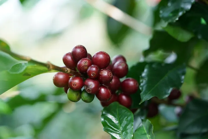 El Salvador Coffee Guide: Pacamara, Bourbon Heritage, and Giant Beans with Giant Flavor