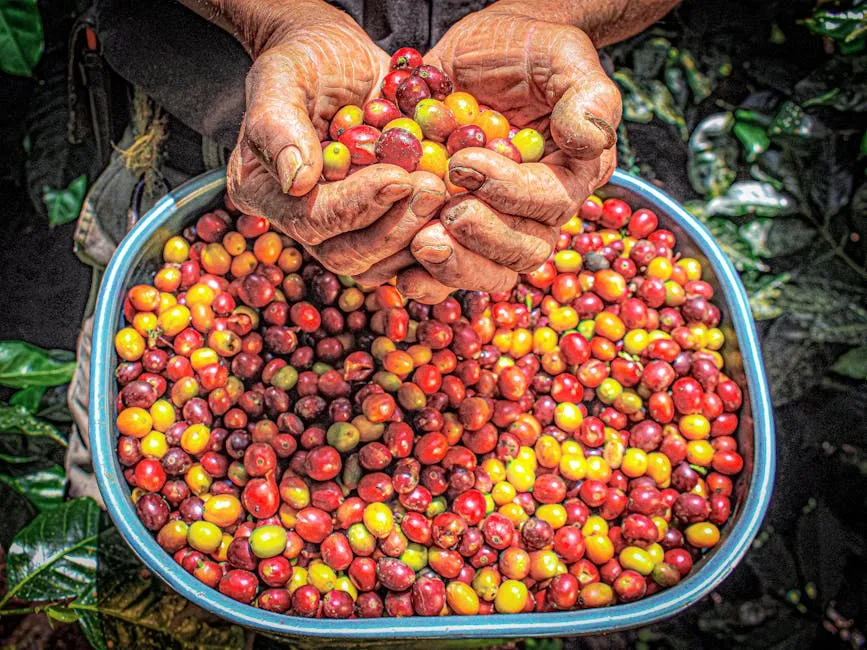 Ethiopian Heirloom vs Named Varietals: What 74110, 74112, and 'Heirloom' Actually Mean
