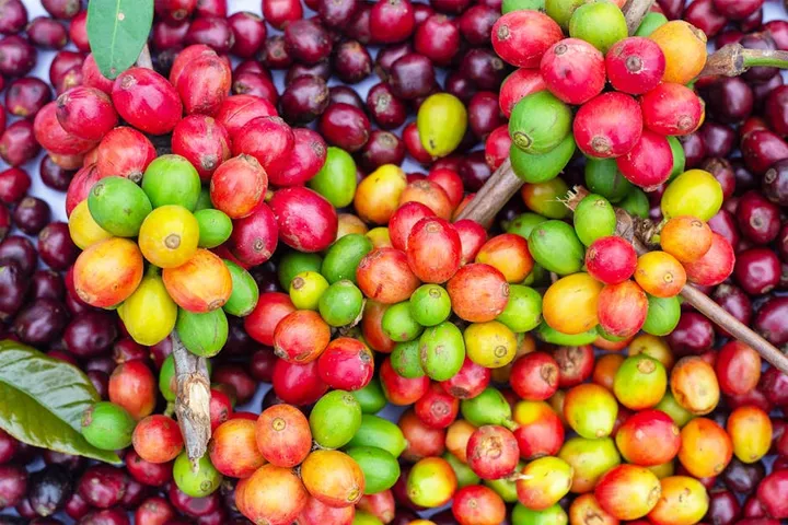 Honduras Coffee Guide: Marcala, Comayagua, and Central America's Biggest Producer