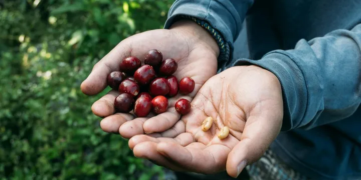 Ka'u, Hawaii: The Big Island's Specialty Coffee Region