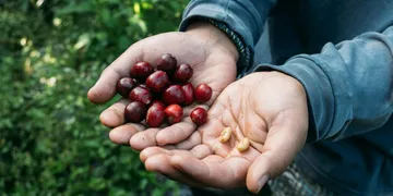 Ka'u, Hawaii: The Big Island's Specialty Coffee Region