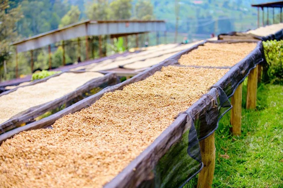 Coffee Processing Methods Explained: From Washed to Carbonic Maceration