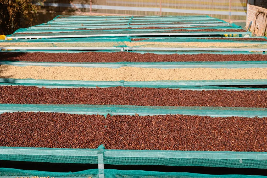 Myanmar Coffee: Shan State and the Newest Frontier in Specialty